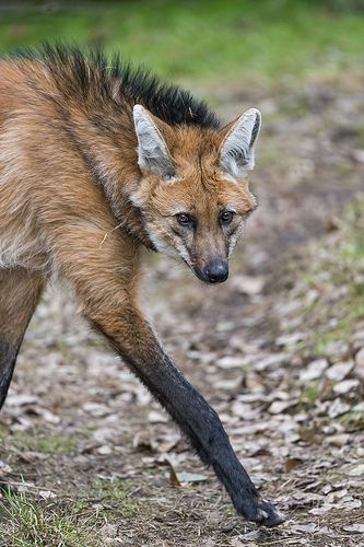 The long leg of the maned wolf Maned Wolves, Maned Wolf, Dog Breeds List, Wild Dog, African Wild Dog, Raccoon Dog, Animal Anatomy, Wolf Pictures, Save Animals