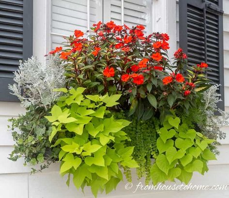 These ideas for window boxes are gorgeous! Whether you are planting them in full sun or shade, there are flower combinations that will work for you and look beautiful all summer long. #fromhousetohome #flowerboxes #gardeningtips #gardenideas #containers #landscaping Flower Box Ideas, Green Mountain Boxwood, Flower Combinations, Impatiens Plant, Window Box Plants, Coral Bells Heuchera, Garden 2023, Flower Containers, Container Garden Design