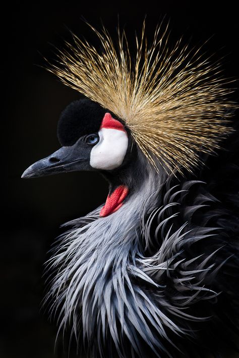 African Crowned Crane, Black Crowned Crane, Eye Profile, Grey Crowned Crane, African Crown, Regard Animal, Crowned Crane, Wild Animals Photography, Herons