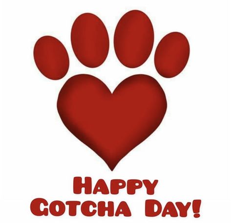 Happy Gotcha Day Dogs, Adoption Anniversary, Happy Gotcha Day, Dog Things, Birthday Png, Gotcha Day, Birthday Congratulations, Favorite Sayings, Australian Shepherds