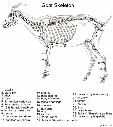 http://www.goat-link.com/AngelGoats-Forum/article-images/goat-physiological/goatskeleton.gif Goat Anatomy, Goat Skeleton, Anglo Gothic, Satyr Costume, Vet School Motivation, Outfit Cowok, Traditional Animation, Skeleton Anatomy, Vet School