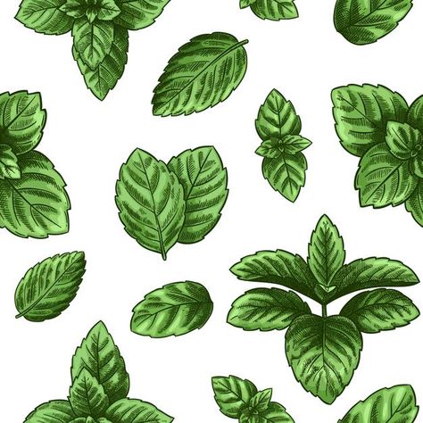 Vegan Symbol, Mint Logo, Nature Logo Design, Hand Drawn Leaves, Green Tea Cups, Mint Plants, Leaf Illustration, Peppermint Leaves, Leaves Vector