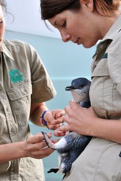 Conservation Biologist, Melbourne Zoo, Job Inspiration, Vet Medicine, Conservation Biology, Wildlife Biologist, My Future Job, Wildlife Rehabilitation, Vet School