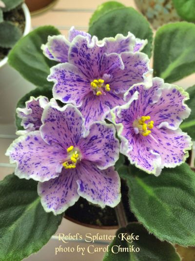 African Violet Care, African Violets Plants, Violet Plant, Cat Plants, African Violet, Balloon Flowers, Violet Flower, Mother Plant, House Plants Indoor