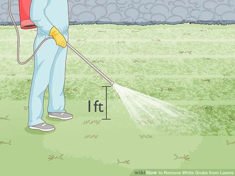 3 Ways to Remove White Grubs from Lawns - wikiHow Grub Worms, Lawn Pests, Japanese Beetles, Garden Pests, Beetles, Pesticides, Pest Control, Lawn Care, Garden Landscaping