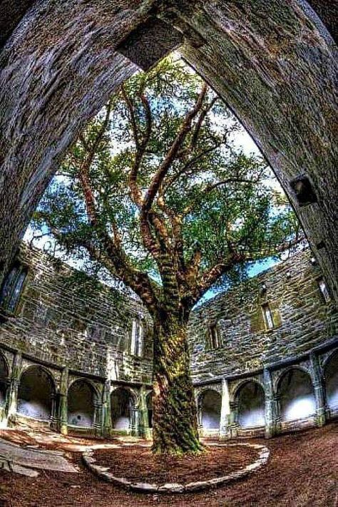 Courtyard with cloister and old yew tree at the 15th century Muckross Abbey, Ireland... Ancient Yew Tree, Yew Tree, Ancient Ireland, Mystical Places, Ireland Landscape, Ireland Homes, Killarney, The Courtyard, Courtyard House