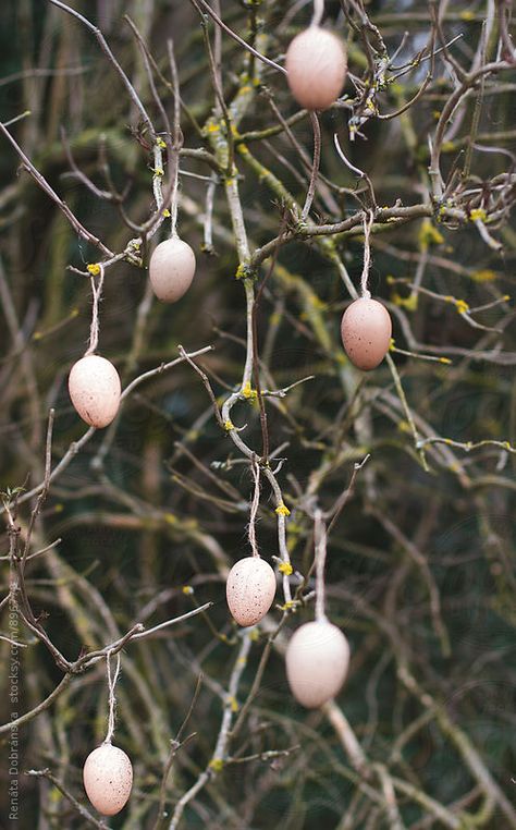 Easter Egg Bird Feeder, Easter Egg Tree Outdoor, Egg Tree Topper, Farm Eggs Aesthetic, Farm Eggs Photography, Egg Tree, Witchy Woman, The Tree, Free Stock Photos