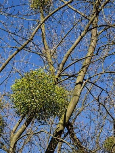 Mistletoe Plant, Crushed Limestone, Nature Christmas, Laurel Tree, Bushes And Shrubs, Flower Types, Sandy Soil, Clay Soil, Building Art