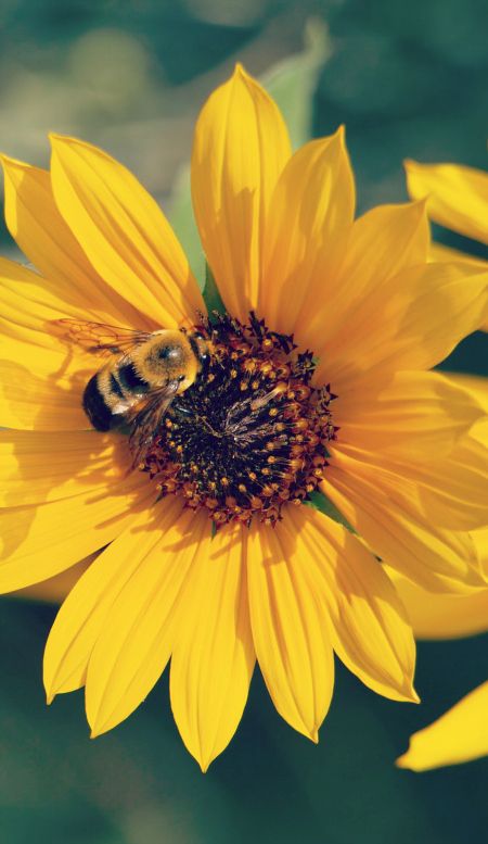 bumblebee and sunflower Bees On Sunflowers, Cupcakes Sunflower, Bumblebee Aesthetic, Sunflower And Bumblebee, Bees On Flowers, Bee On Sunflower, Nails Sunflower, Sunflower Photos, Honey Bee Facts