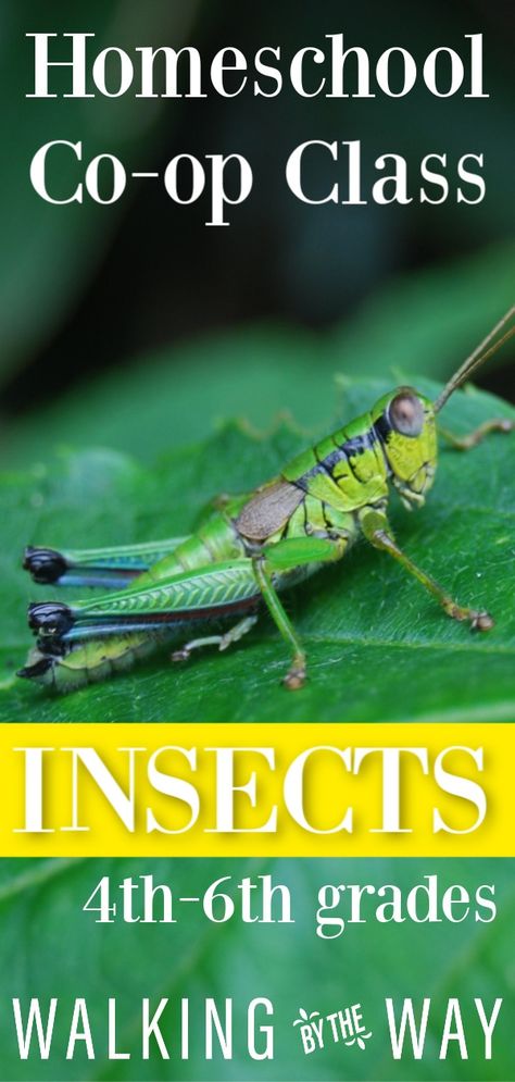 Social Studies Activities Middle School, Insect Unit Study, Insects For Kids, Insect Unit, Insect Activities, First Day Activities, Child Education, Elementary Lesson Plans, Homeschool Elementary