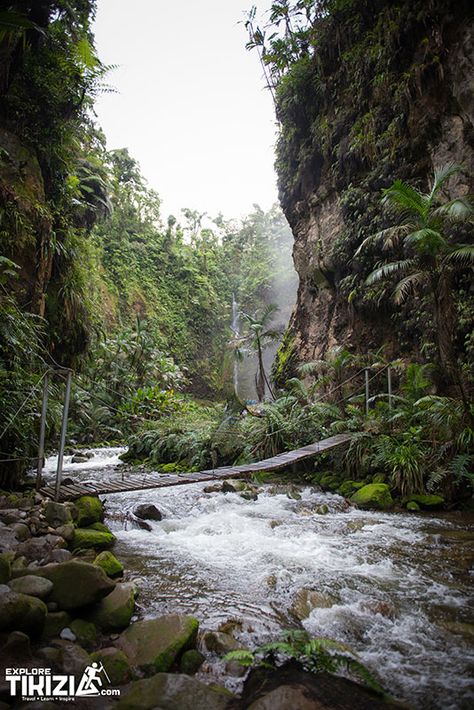 Costa Rica Forest, Costa Rica Landscape, Costa Rica Jungle, Cloud Forest Costa Rica, Costa Rica Rainforest, Tropical Forests, Latin America Travel, Jungle Forest, Forest Waterfall