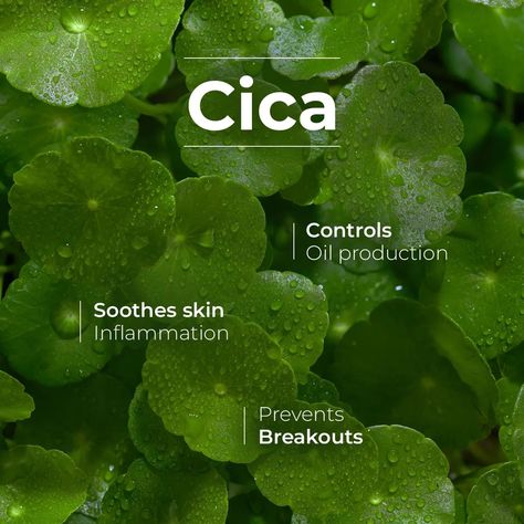 📞Calling to rescue Skin troubles with the spectacular CICA/ Centella Asiatica/Gotu Kola💚 We were among the 1️⃣st Skincare Brand to discover🔎 CICA Leaves and add it's amazing extract into our products! ☘️Cica balances oil & reduces sticky feeling on skin ☘️Soothes skin Irritation & redness ☘️Calms skin inflammation & prevents breakouts Get the power of this plant in our CICA & Hyaluronic Foam Face Wash↪️ Shop from link in the Bio . . . . . . . #cica #cicaextract #cicaleaves #cicafacewash #cic... Skincare Creative Post, Cica Skincare, Centella Skincare, Foam Face Wash, Pistachio Chocolate, Creative Advertising Photography, Skin Aesthetics, Gotu Kola, Film Pictures