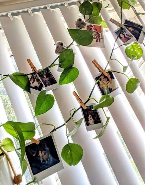 Golden Pothos Decor, Pothos Decor, Plants Without Sunlight, Pothos Plant Decor, Indoor Plant Ideas, نباتات منزلية, Golden Pothos, Deco Studio, Plant Ideas