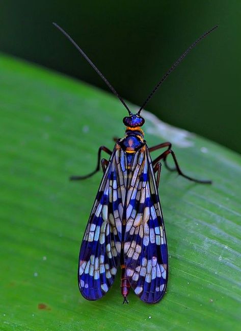 Scorpion Fly, Rotting Fruit, Bug Bites Remedies, Insect Photos, Cool Insects, Types Of Insects, Cool Bugs, A Bug's Life, Beautiful Bugs