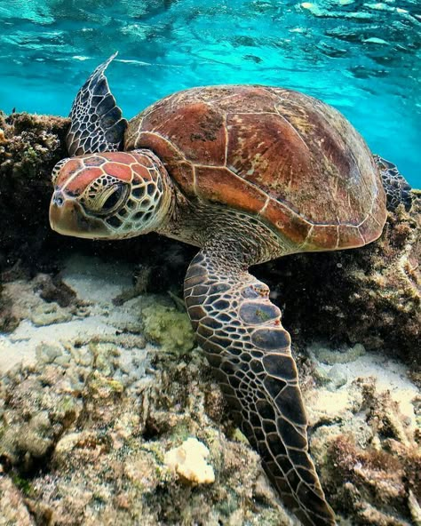 Turtle Iphone Wallpaper, Turtles Photography, Sea Turtles Photography, Turtle Tank Setup, Sea Turtle Wallpaper, Turtle Pictures, Sea Turtle Pictures, Turtle Wallpaper, Turtle Images