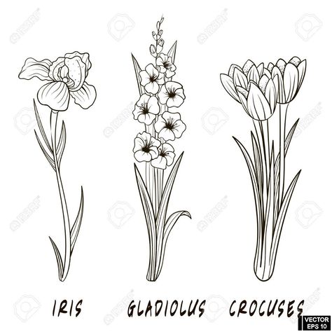 Iris Flower Tattoo, Gladiolus Tattoo, Wildflower Drawing, Hoverfly, Iris Tattoo, Traditional Tattoo Flowers, History Tattoos, Gladiolus Flower, Flower Drawing Tutorials