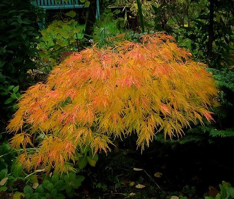 The Complete Japanese Maple Guide | The Tree Center™ Japanese Shrubs, Japanese Maple Tree Landscape, Maple Tree Landscape, Japanese Maple Garden, Japanese Maple Varieties, Maple Trees, Japanese Garden Design, Japanese Maple Tree, Ornamental Trees