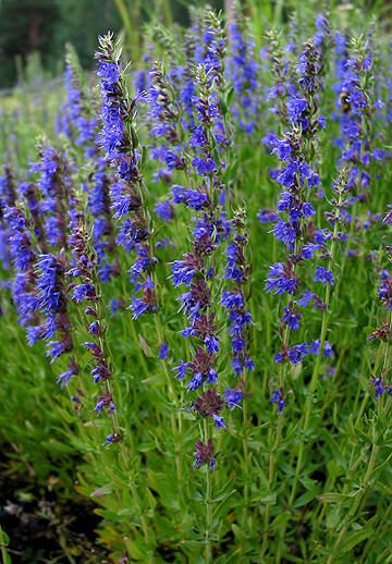 ISOP - Hyssopus officinalis Hyssop Essential Oil, Home Remedies For Bronchitis, Perennial Grasses, Chicken Garden, Planting Plan, London Garden, Purple Trees, Bee Garden, Perennial Garden