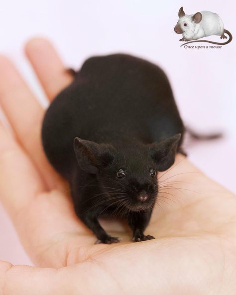 Pregnant extreme black doe #mice #fancymiceofinstagram #fancymicebreeder #miceofinstagram #fancymouse #fancymice #fancy #family #cute… Fancy Mice, Rat Aesthetic, Fancy Mouse, Black Rat, Black Mouse, Family Cute, Animal Babies, Pocket Pet, Rat Pack