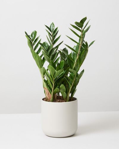 Low Maintenance Indoor Plants, Philodendron Scandens, Popular Plants, Zamioculcas Zamiifolia, Heart Leaf Philodendron, Architectural Plants, Low Light Indoor Plants, Corn Plant, Zz Plant