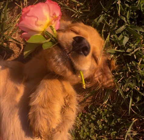 Golden Retriever Puppy Aesthetic, Golden Retriever Aesthetic, Puppy Pfp, Chien Golden Retriever, Cute Dogs Images, Very Cute Puppies, Cute Animals Puppies, Very Cute Dogs, Really Cute Dogs