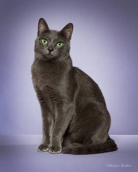 Korat cat Cat Types, Korat Cat, Chartreux Cat, Gray Cats, F2 Savannah Cat, Korat, Rare Cats, Exotic Cats, Cat Base