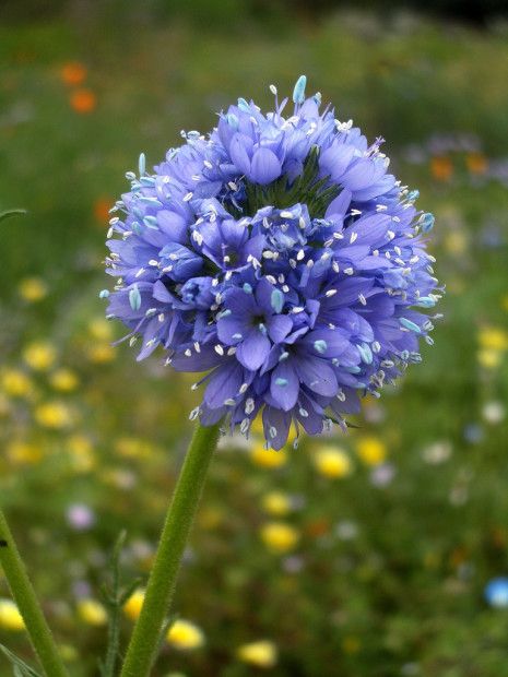 How to Create a Wildflower Meadow • The National Wildlife Federation Blog : The National Wildlife Federation Blog Seed Balls, California Native Plants, Native Plant Gardening, Light Blue Flowers, Have Inspiration, Outdoor Flowers, Growing Seeds, Wildflower Seeds, Annual Plants