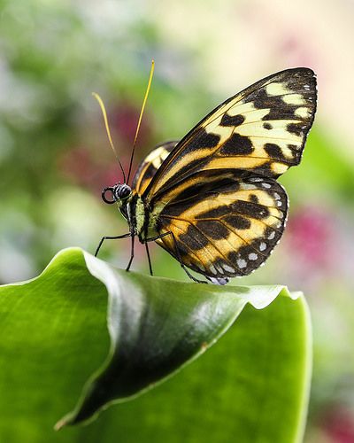 Butterfly on a leaf Butterfly On Leaf, Moth Flying, Moth Fly, Leaves Sketch, Leaf Butterfly, Spread Your Wings And Fly, Beautiful Wings, Fluttering Butterflies, Moth Caterpillar