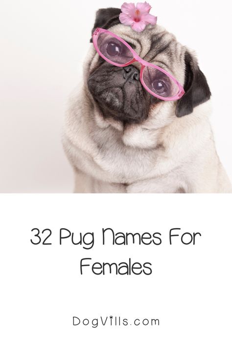 Girl Pug Names, Funny Pug Pictures, Adoption Tips, Anjing Pug, Pug Names, Pet Pug, Female Dog Names, Cute Names For Dogs, Dog Personality