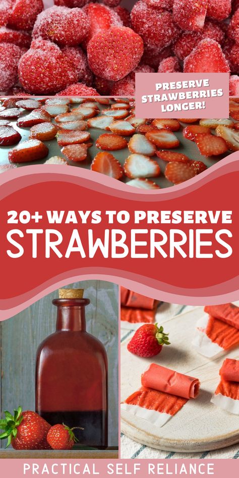 sliced strawberries being dehydrated in a dehydrator, a bottle of strawberry infused liqueur, and dehydrated strawberry fruit leather. Canning Strawberries Whole, Use Up Strawberries, Can Strawberries, Preserving Strawberries Longer, How To Freeze Fresh Strawberries, Preserving Berries, Dehydrating Strawberries In Dehydrator, Strawberry Harvest, Preserve Strawberries Longer