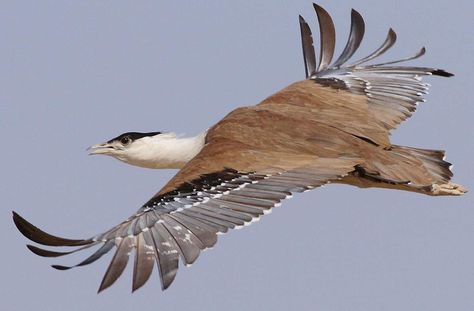 The Great bustard (Otis tarda) is probably the heaviest living flying animal. It can be seen in central/south Europa and temperate Asia. But Portugal and Spain now contain about 60% of the world&#8… Great Indian Bustard, Birds Pictures, India Culture, Endangered Animals, Big Bird, Bird Pictures, Bird Species, Our Planet, Paloma