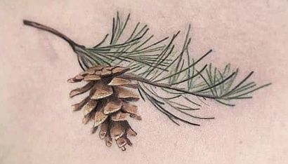 Pine Cone Branch Tattoo, Cranberry Branch Tattoo, Pine Needle Tattoo Branches, White Pine Cone Tattoo, Douglas Fir Branch Tattoo, Pine Bough Tattoo, Pine Tattoo Branch, Lodgepole Pine Tattoo, Alpine Tattoo