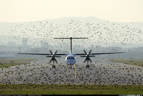 Olympic Air Bombardier DHC-8-402 Q400 SX-OBC framed by a flock of birds while taxiing along the runway at Sofia-Vrazhdebna, September 2012. (Photo: Ivan Angelov) Dash 8 Q400, Bird Strike, Airport Design, Jesus Christ Superstar, Rules And Regulations, Flock Of Birds, The Dash, Aviation Photography, Aircraft Pictures