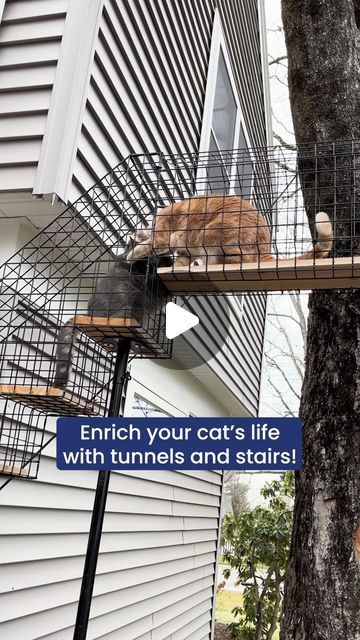 Catios Ideas For Cats, Cat Tunnel Diy, Cat Tunnel Outdoor, Outside Cat Enclosure, Cat House Outdoor, Outdoor Cat Tunnel, Cat Habitat, Cat Enclosures, Cat Patio