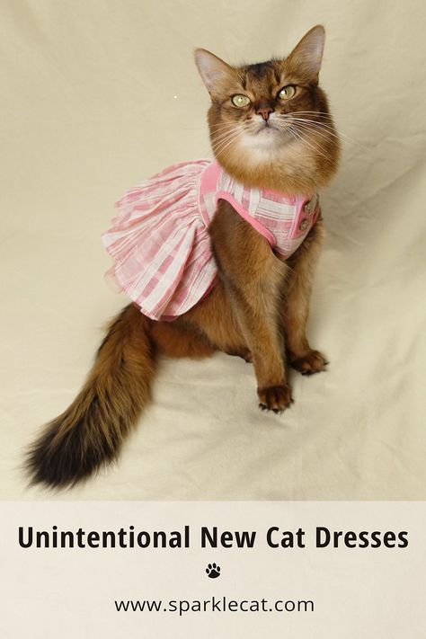 My human wasn't shopping for new cat dresses for me when she was out... but she found some anyway! #catdresses #catfashion #felinefashio Cat Dress Pattern, Me When She, Pink Sweater Dress, Cat Summer, Cat Dress, New Cat, Cat Fashion, Diy Cat, Cat Dresses