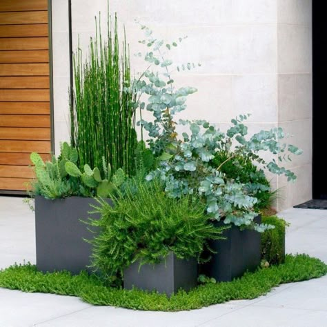 Patio Container Gardening, Planter Design, Garden Containers, Outdoor Planters, Small Gardens, Front Garden, Modern Garden, Small Garden, Front Yard Landscaping