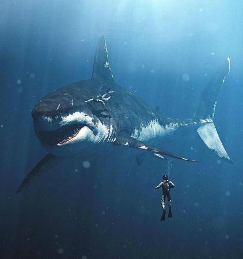 Art depiction of what a megalodon shark would look like Shark Megalodon, Hai Tattoo, Scary Ocean, Sharks Scary, Shark Photos, Shark Pictures, Megalodon Shark, Shark Art, Shark Fishing