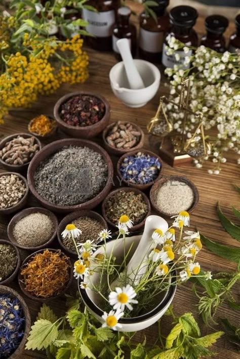 Herbalism Aesthetic, Herbalist Shop, Herbal Shop, Magia Das Ervas, Medical Herbs, Plant Medicine, Herbal Apothecary, Healing Plants, Herbs And Flowers