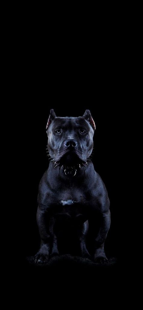 Pitbull Wallpaper Iphone, Pitbull Dog Wallpaper, Cool Dog Wallpaper, All Black Pitbull, Pitbull Noir, Pitbull Wallpaper, Dark Black Aesthetic, Pitbull Aesthetic, Canterbury Bulldogs