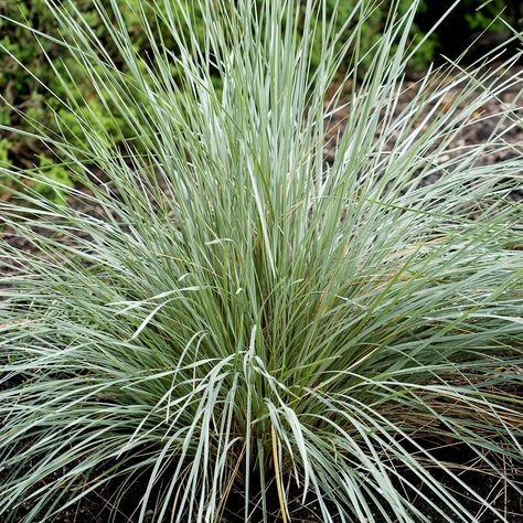 Blue oat grass boasts one of nature’s most elusive plant colors along with panicles of brownish spikelets in fall that reach far above the foliage. Add this elegant, ornamental specimen to a cottage garden to offer a cool contrast to warm green foliage and bright blossoms. Plant it in a rock garden and enjoy the soft blue hue among the browns and grays. Nestle it in a contemporary garden to gain its standout color and texture. Plus, this tough ornamental grass is easy to grow and resistant to Blue Oat Grass, Fescue Grass, California Lilac, Front Yard Plants, Grass Plants, Blue Fescue, Low Water Gardening, Garden Flower Beds, Mosquito Repelling Plants