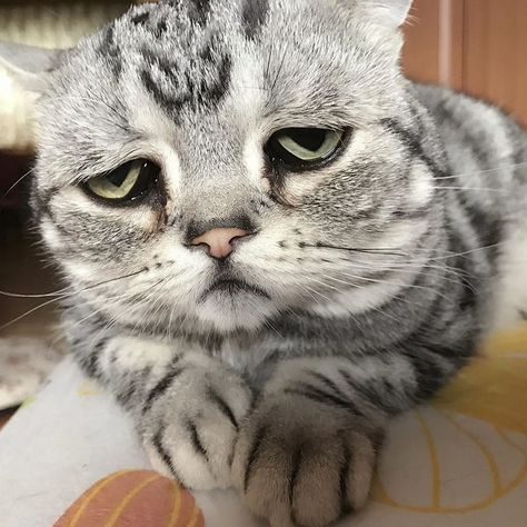 Saddest-cat-luhu-maggie-liu-lanlan731 Downturned Smile, A Cat, Instagram