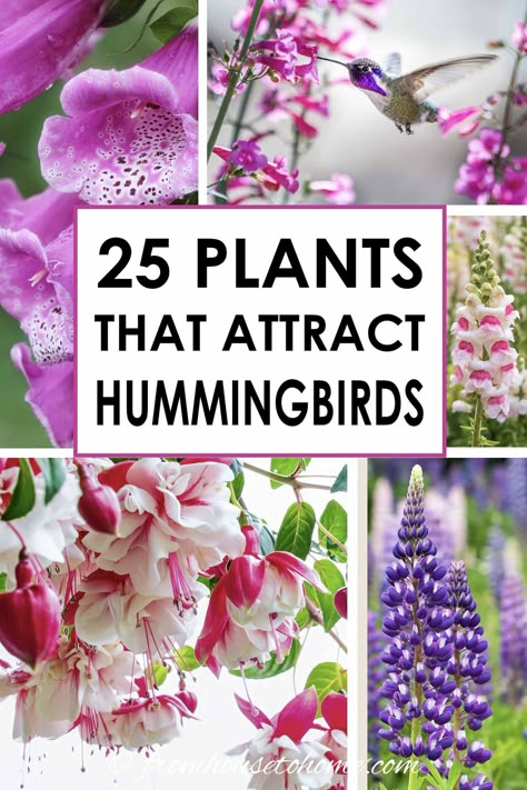 I love these hummingbird plants! So many flowers to choose from that will bloom in spring, summer and fall in my hummingbird garden landscape. Find out which flowers will attract hummingbirds in your garden. #fromhousetohome #gardendesign #gardening #birds #shadeplants #sunperennials #landscaping Plants To Attract Hummingbirds, Attracting Hummingbirds, Ivy Geraniums, Basket Flowers, Hummingbird Nectar, Hummingbird Plants, Attract Hummingbirds, Butterfly Plants, Best Flowers