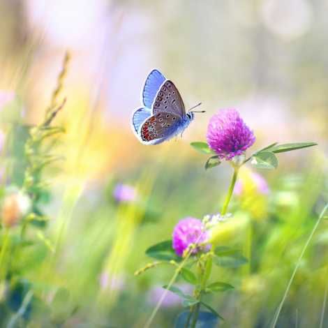 Wildflower meadow with butterfly, and logo of the National Wildflower Centre Classy Dinner, Wedding Reception Napkins, Dining Table Wedding, Butterfly Meadow, Party Hotel, Decorative Napkins, Wildflower Meadow, Eden Project, Hotel Kitchen