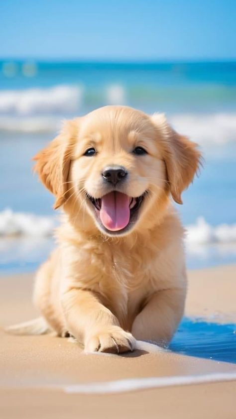 Fav Pet, Chien Golden Retriever, Cute Dogs Images, Very Cute Puppies, Super Cute Puppies, Cute Animals Puppies, Very Cute Dogs, Golden Retriever Puppy, Retriever Puppy