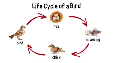 Bird Life Cycle Bird Life Cycle, Grade 3 Science, Life Cycles Activities, Bird Eggs, Learn To Fly, Life Stages, Life Cycle, Life Cycles, School Projects