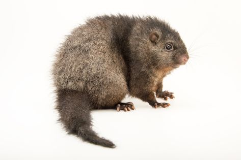 An endangered Panay cloudrunner (Crateromys heaneyi) at the Plzen Zoo in the Czech Republic. Endangered Species Drawing, Cute Endangered Animals, Endangered Species Poster, Animals Endangered, Los Angeles Zoo, Endangered Animals In The Philippines, Joel Sartore, Habitat Destruction, Monster Concept Art