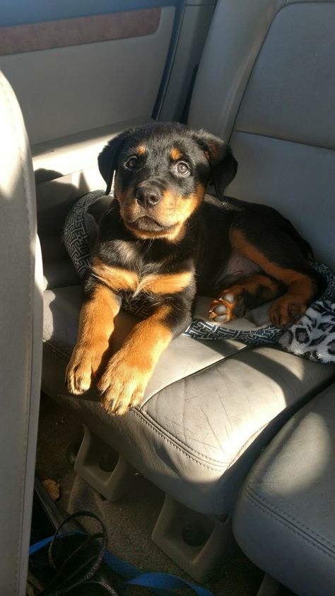 10 Week Old Rottweiler, Male Rottweiler, Old Jeep, Rottweiler Puppies, Four Legged, Rottweiler, Dog Cat, Cute Animals, Puppies