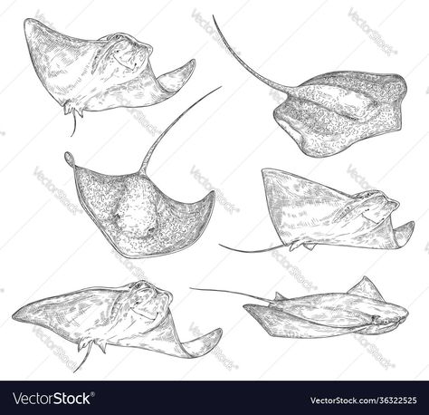 Drawings Of Stingrays, Sting Ray Illustration, Stingray Drawing Art, Ocean Creature Tattoo, Sting Ray Sketch, Stingray Drawings, Marine Animals Tattoo, Ray Fish Drawing, Sting Ray Tattoo Design