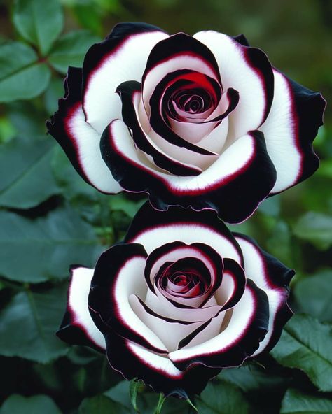 Black Magic Roses Bouquet, Most Beautiful Flowers In The World Roses, Osiria Rose, Rose Color Meanings, Pretty Flowers Pictures, Eden Garden, Black And White Roses, Goth Garden, Rare Roses