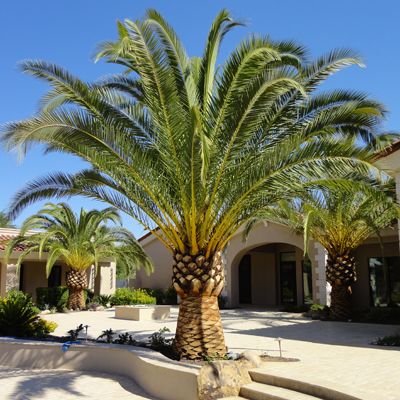 Canary Island Date Palm Tree Cold Hardy Palm Trees, Outdoor Tropical Plants, Date Palm Tree, Canary Island Date Palm, Date Palms, Trees Landscaping, Palm Trees Landscaping, Florida Landscaping, Date Palm